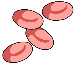 blood cells